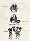 Diagram of a bulb