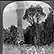 Stereoscope image